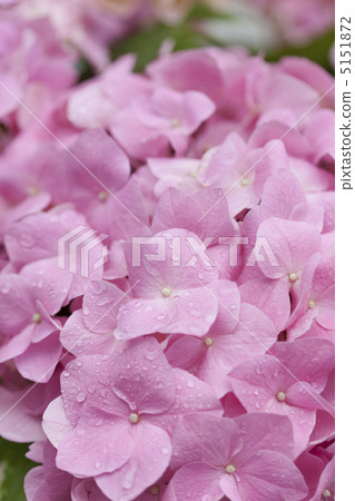 Hydrangea flowers after the rain Hydrangea flowers after the rain 5151872