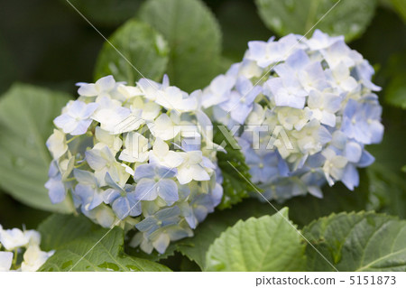 hydrangea flower hydrangea flower 5151873