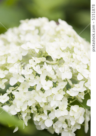 hydrangea flower hydrangea flower 5151878