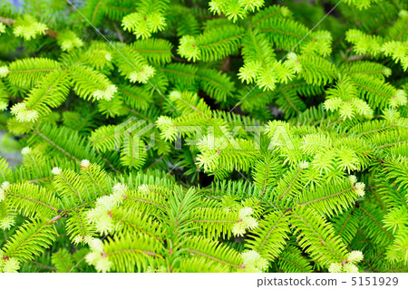 Fir tree 5151929