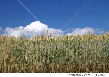 Wheat field Wheat field 5152009