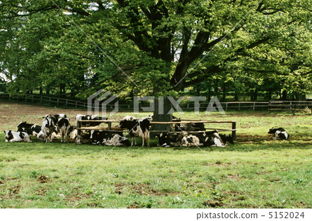 Koiwai farm · It is in the shade of trees Koiwai farm · It is in the shade of trees 5152024
