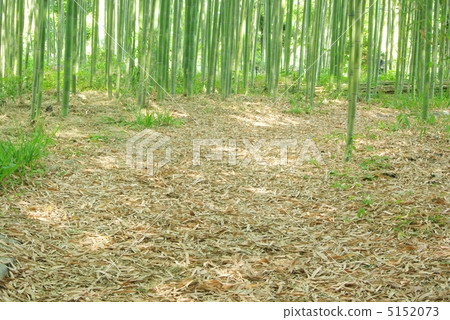Bamboo Road 5152073