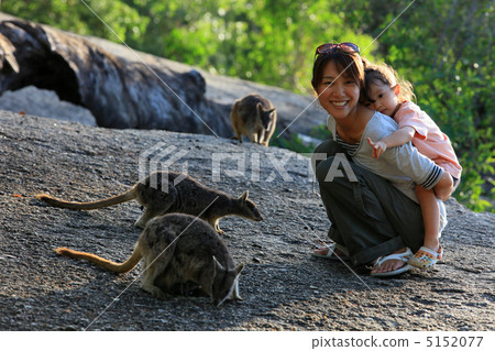 父母和袋鼠（小袋鼠） 5152077