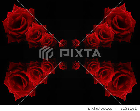 rose	 5152161