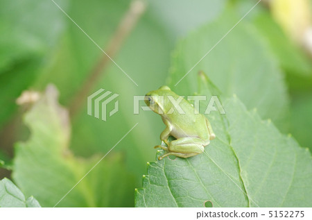 施萊格爾青蛙 施萊格爾青蛙 5152275