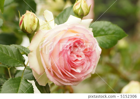 Rose flower «Pierre de Ronsal» Rose flower «Pierre de Ronsal» 5152306