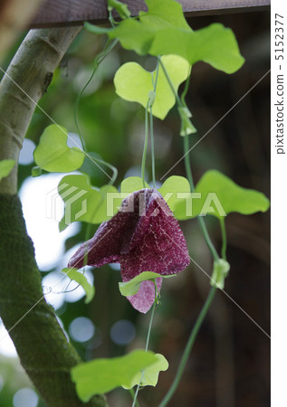 Aristrokia · Gigantea 5152377