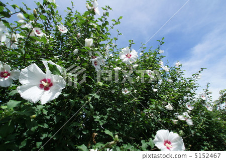 Kumge的花和藍天 5152467