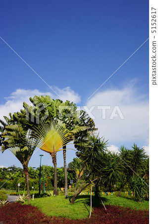 在熱帶土地景觀 5152617