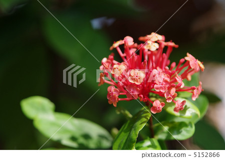 桑塔卡（超級國王） 5152866