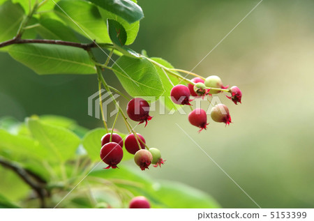 America Seihuriboku America Seihuriboku 5153399