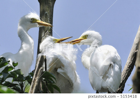 Excuse me. Excuse me. 5153418