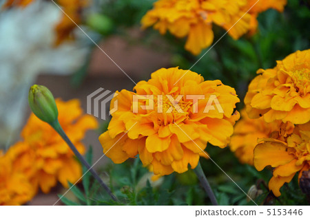 Marigold  5153446