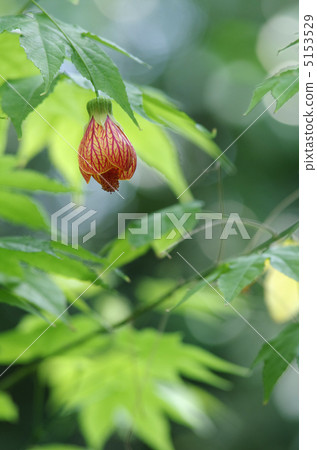 Abtilon (Tangerine) 5153529