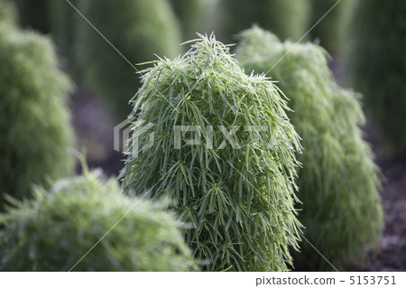 Broom broom Broom broom 5153751