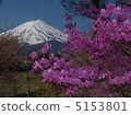 Mitsuba Azalea Fuji 5153801