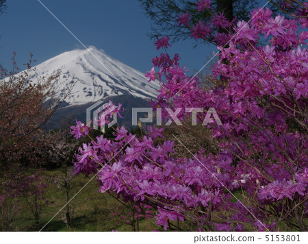 Mitsuba杜鵑花富士 Mitsuba杜鵑花富士 5153801