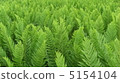 Fern 5154104