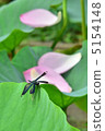 Butterfly lobster and lotus leaves Butterfly lobster and lotus leaves 5154148