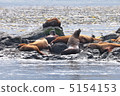 Flock of sea lion (Sea lion) off the coast of Victoria, Canada Flock of sea lion (Sea lion) off the coast of Victoria, Canada 5154153