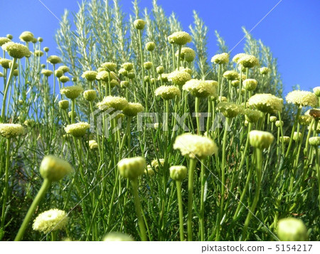 Matrikalia Mokomoko花語：快樂的Feverfew 5154217