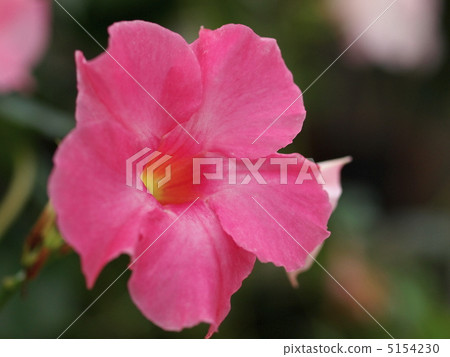 Mantebira flowers 5154230