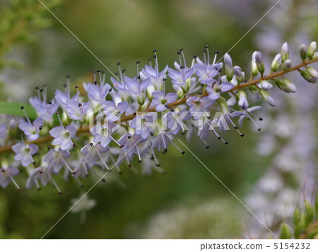 Hebe flowers 5154232