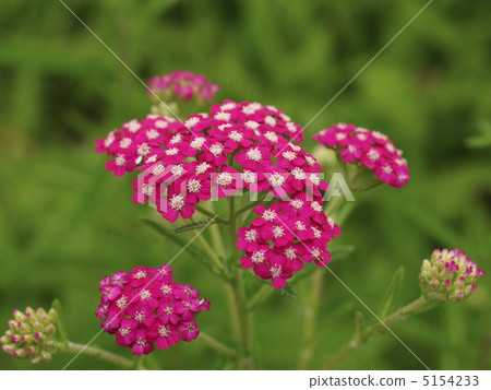 Sawtooth flowery flower Sawtooth flowery flower 5154233