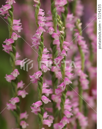 螺絲蕨花 螺絲蕨花 5154235