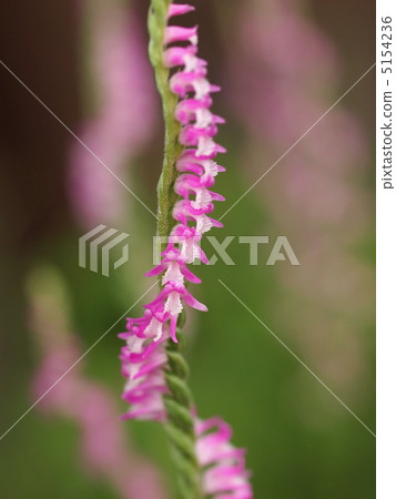 螺絲蕨花 螺絲蕨花 5154236