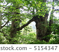 Couple couple on Yakushima 5154347