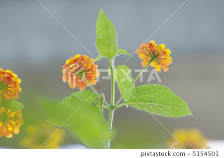 Lantana Lantana 5154501
