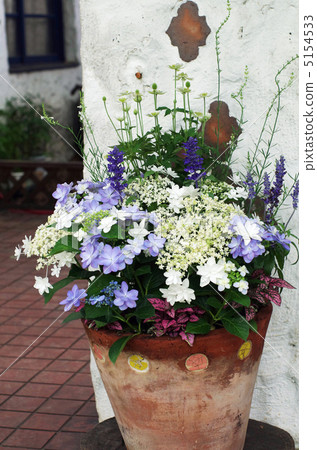 Potted hydrangea 5154533