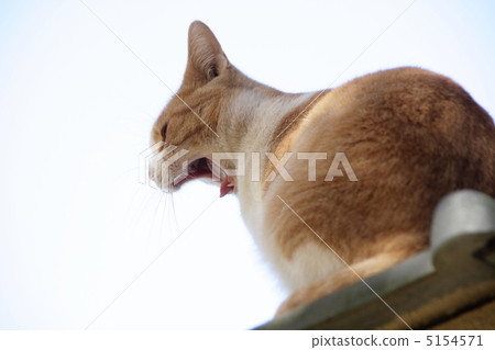 Large yawning cat 5154571