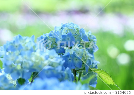 hydrangea hydrangea 5154655