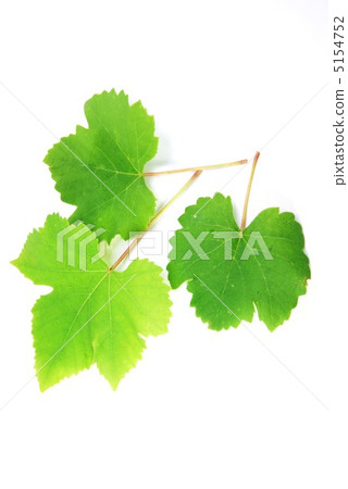Leaves of grapes (Delaware) leaves 3 Leaves to the bottom left · Vertical position Leaves of grapes (Delaware) leaves 3 Leaves to the bottom left · Vertical position 5154752