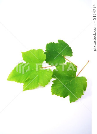 葡萄葉（特拉華州）向左留下3片葉子·垂直位置 5154754
