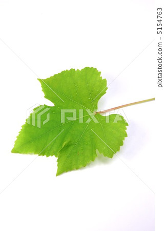 葡萄（特拉華州）向左留下一片葉子·垂直位置 5154763