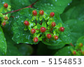 Red fruit of Hippelicum (cobwebs) 5154853