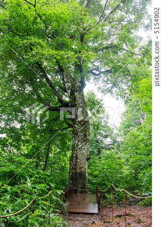 Shirakami Mountain Mother Tree 5154902
