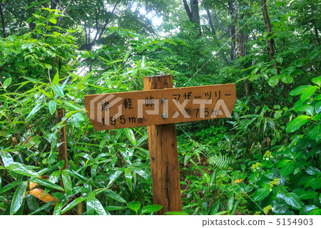Signpost to Shirakami Mountain Mother Tree 5154903