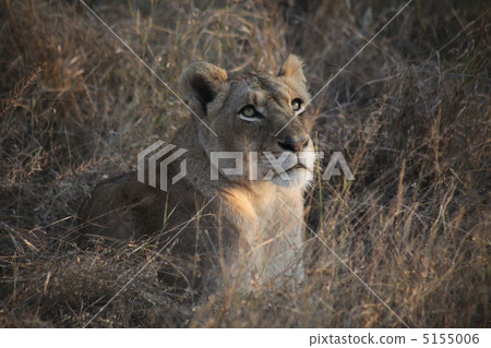 Lioness female lioness 5155006