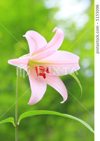 莎莎尤里 莎莎尤里 5155096