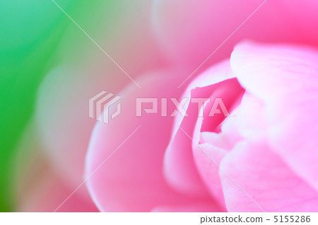 Camellia 5155286