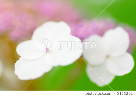 繡球 繡球 5155291