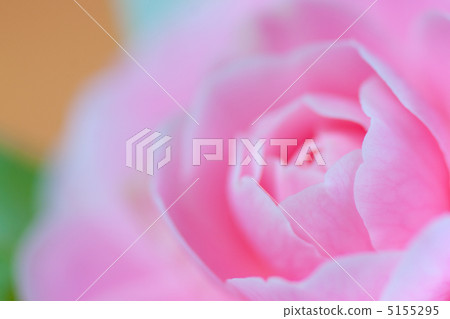 茶花 茶花 5155295