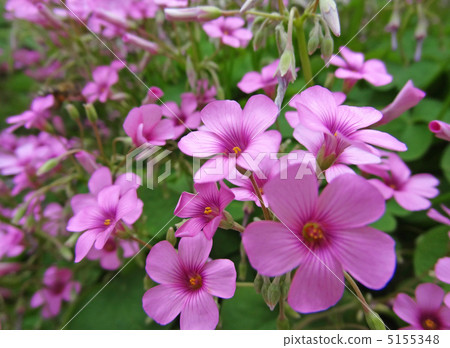 酢漿articulata 5155348