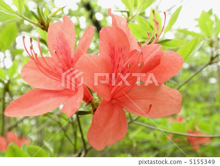 Red azalea 5155349