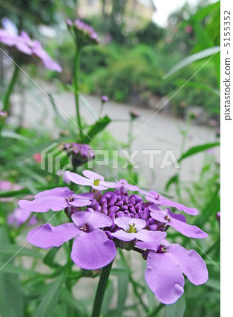 花結構 5155352